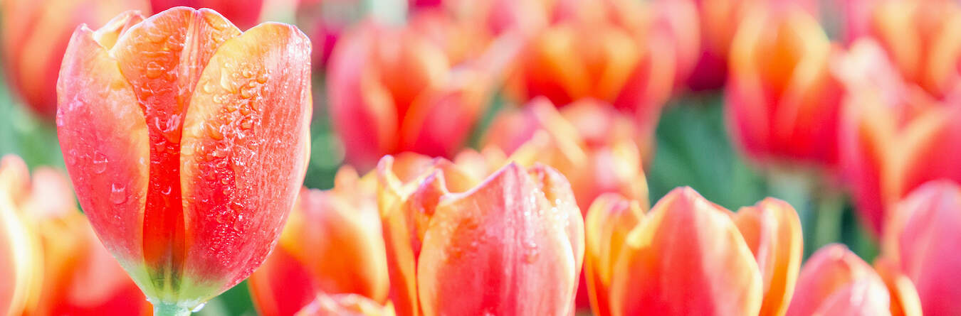 Tulip flower.