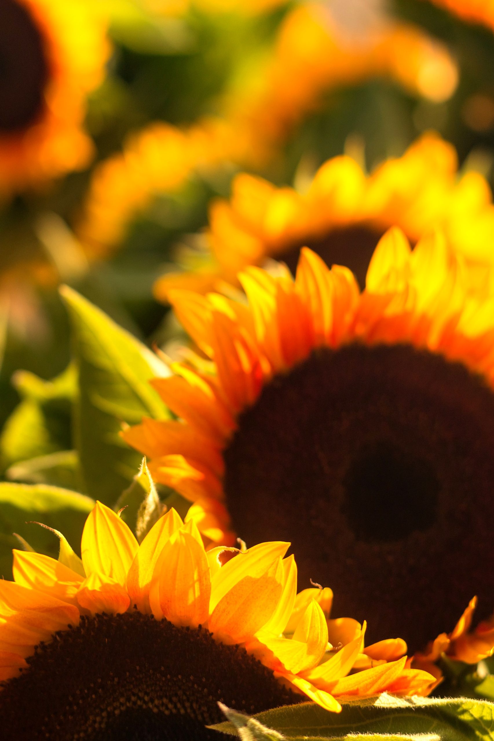 Clermont Park Senior Living Community in Denver, CO - sunflowers portrait